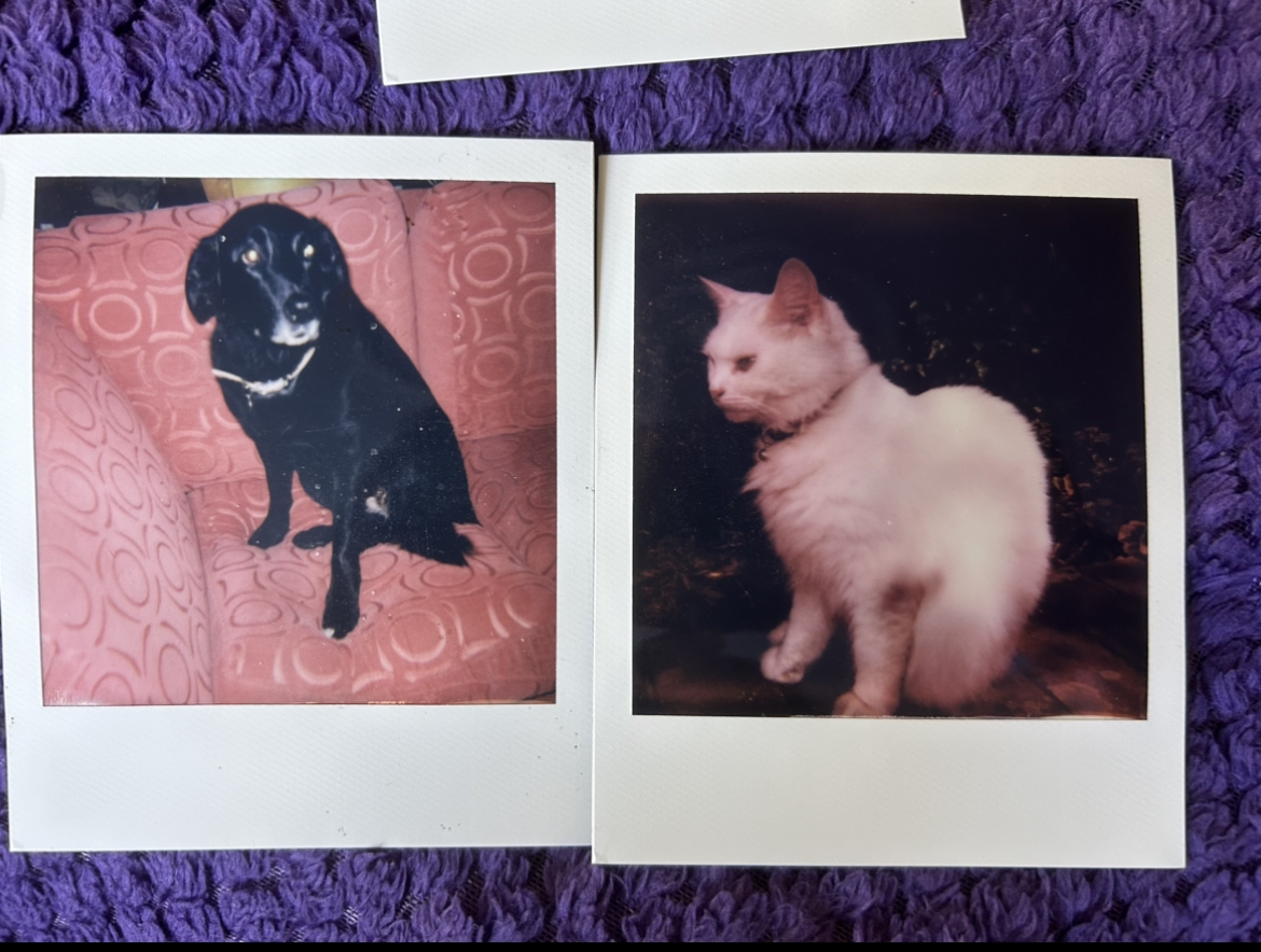 Two polaroid photos on a purple blanket. The left photograph displays a lovely black labrador named Roo on an Orange sofa looking very cute. The right photograph shows confident fluffy white cat on a brick wall, I don't know it's name!